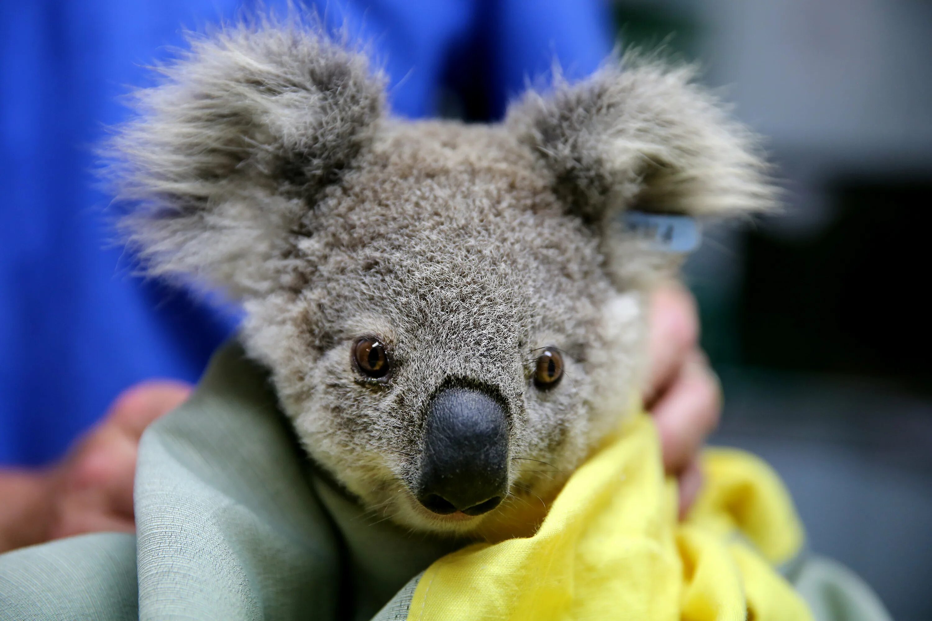Сколько живут коалы. Коала в Австралии. Злая коала. Коала в Африке.