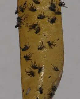 Flies killed