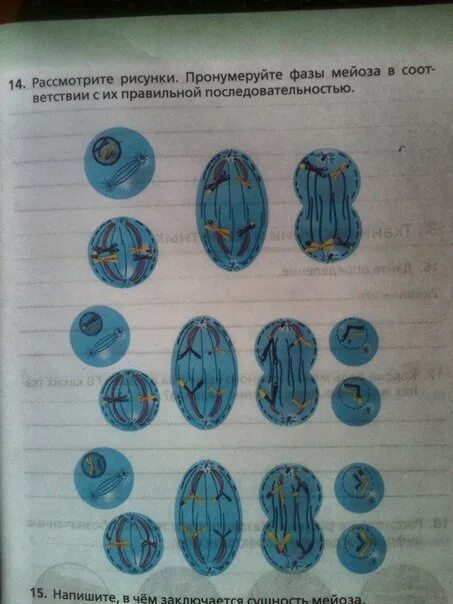 Тест по теме мейоз 9. Тест по теме мейоз 9