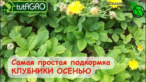 Чем подкормить усы клубники в августе