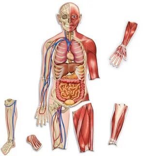 Inside body