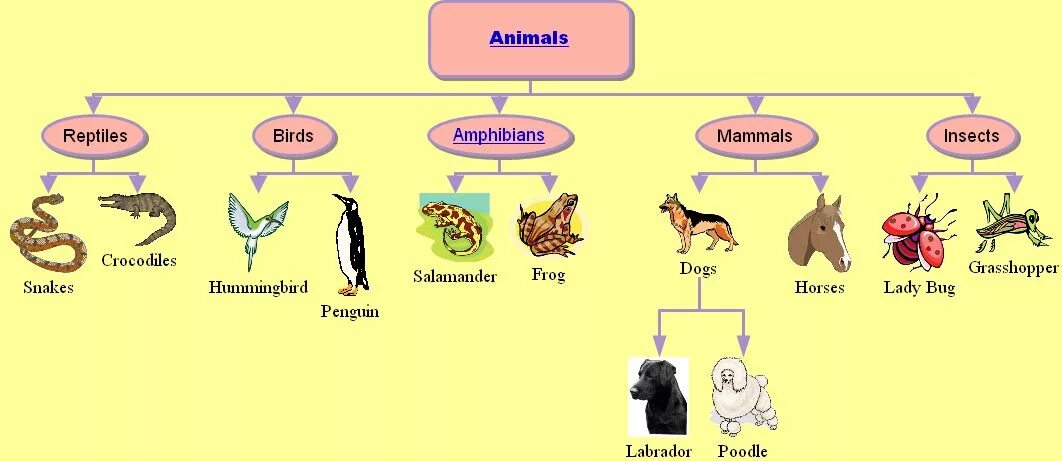 Types of animals mammals. Пресмыкающиеся птицы. Reptiles mammals распределить группы животных. Mammals Amphibians insects Fish Birds Reptiles.