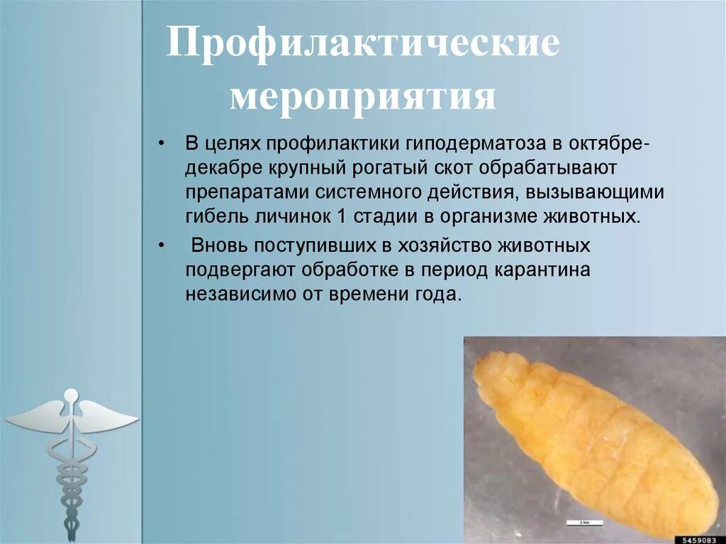 Гиподерматоз. Подкожный овод у крупного рогатого. Цикл развития подкожного овода схема. Гиподерматоз. Гиподерматоз крс личинки.
