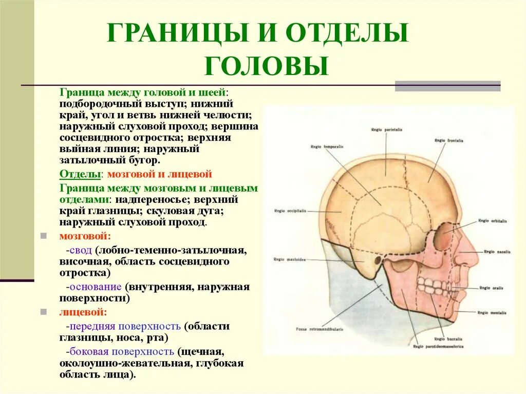 Границы между краями. Мозговой отдел головы топографическая анатомия. Топография лицевого отдела головы анатомия. Области мозгового отдела головы топографическая анатомия. Топография лицевого отдела головы топографическая.