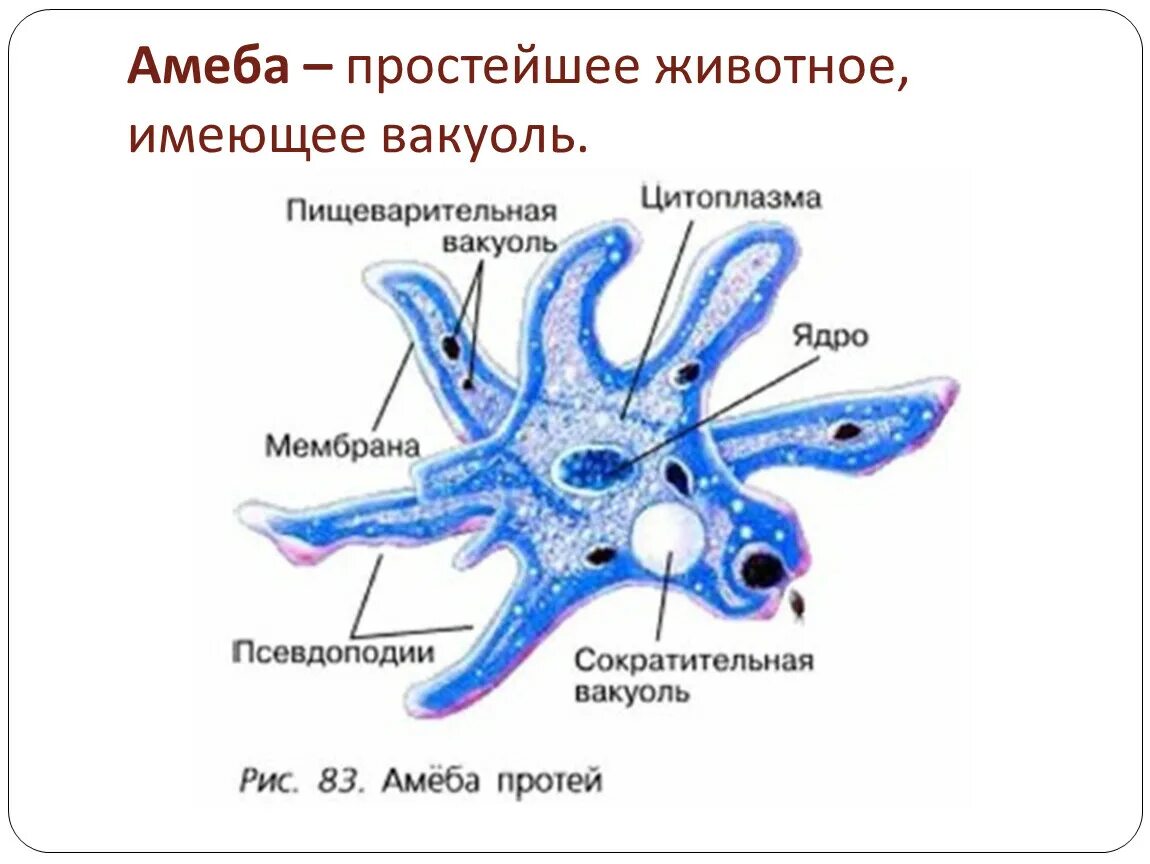 Пищеварительная вакуоль рисунок. Строение амебы Протей. Строение амебы Протей 7 класс. Amoeba Proteus строение. Рис 83 амеба Протей.