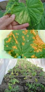 Края огурцов желтеют и сохнут