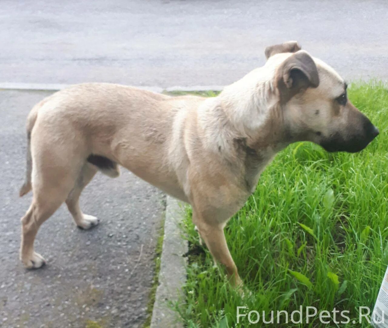 Собака осинники. Собака осинники. Московская сторожевая купить в кемеровской области щенка. Отдать собаку осинники. Собака осинники.