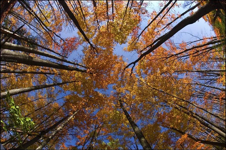 Каким становится воздух осенью. Осенний воздух. Листопад в лесу. День засыпающих деревьев. Верхушки осенних деревьев.