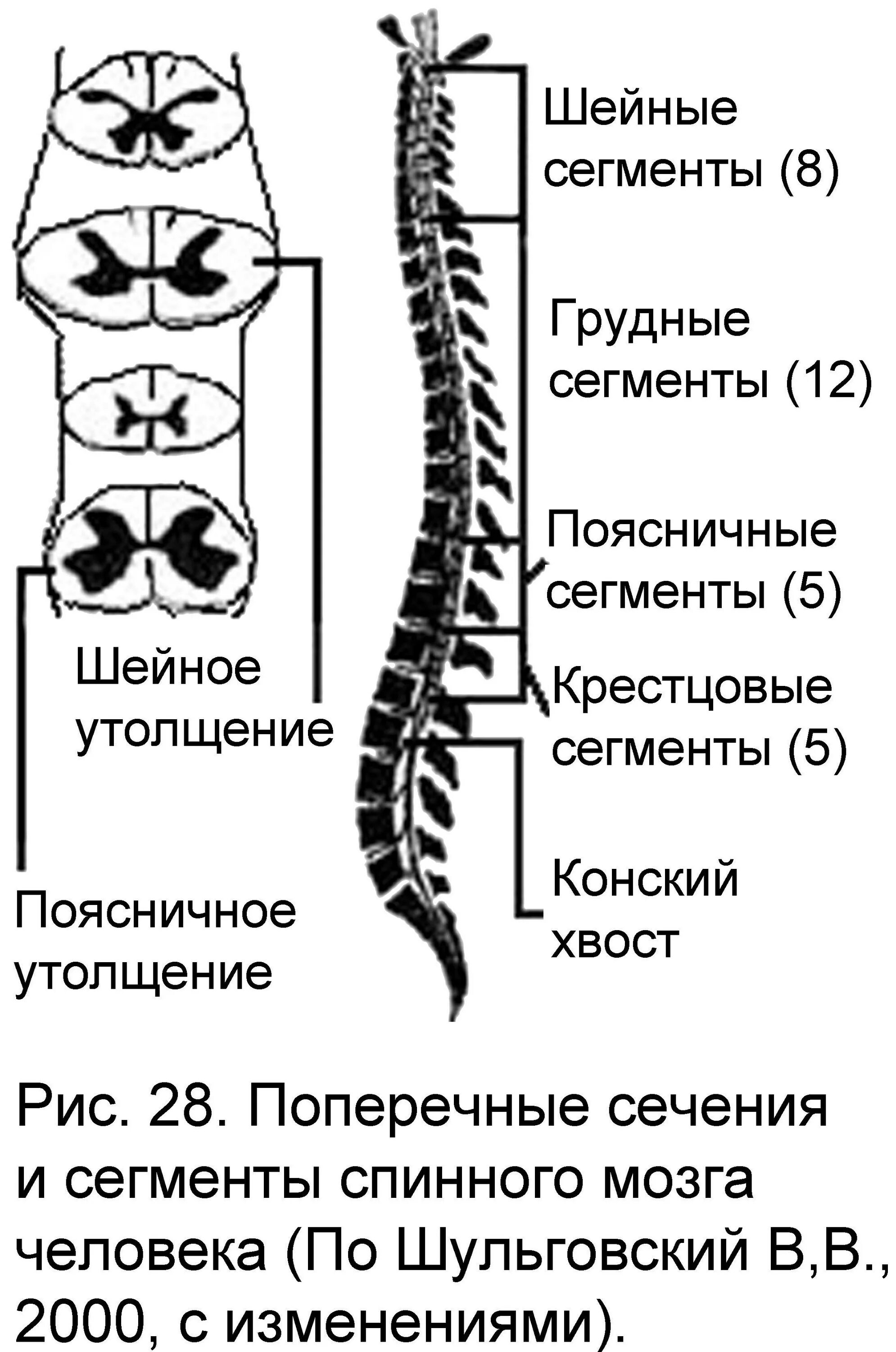 Шейное утолщение спинного мозга сегменты. Шейное и поясничное утолщение спинного мозга уровень. Поясничное утолщение сегменты. Поясничное утолщение спинного мозга.