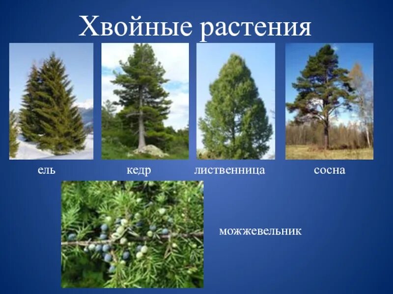 К семенным растениям относятся