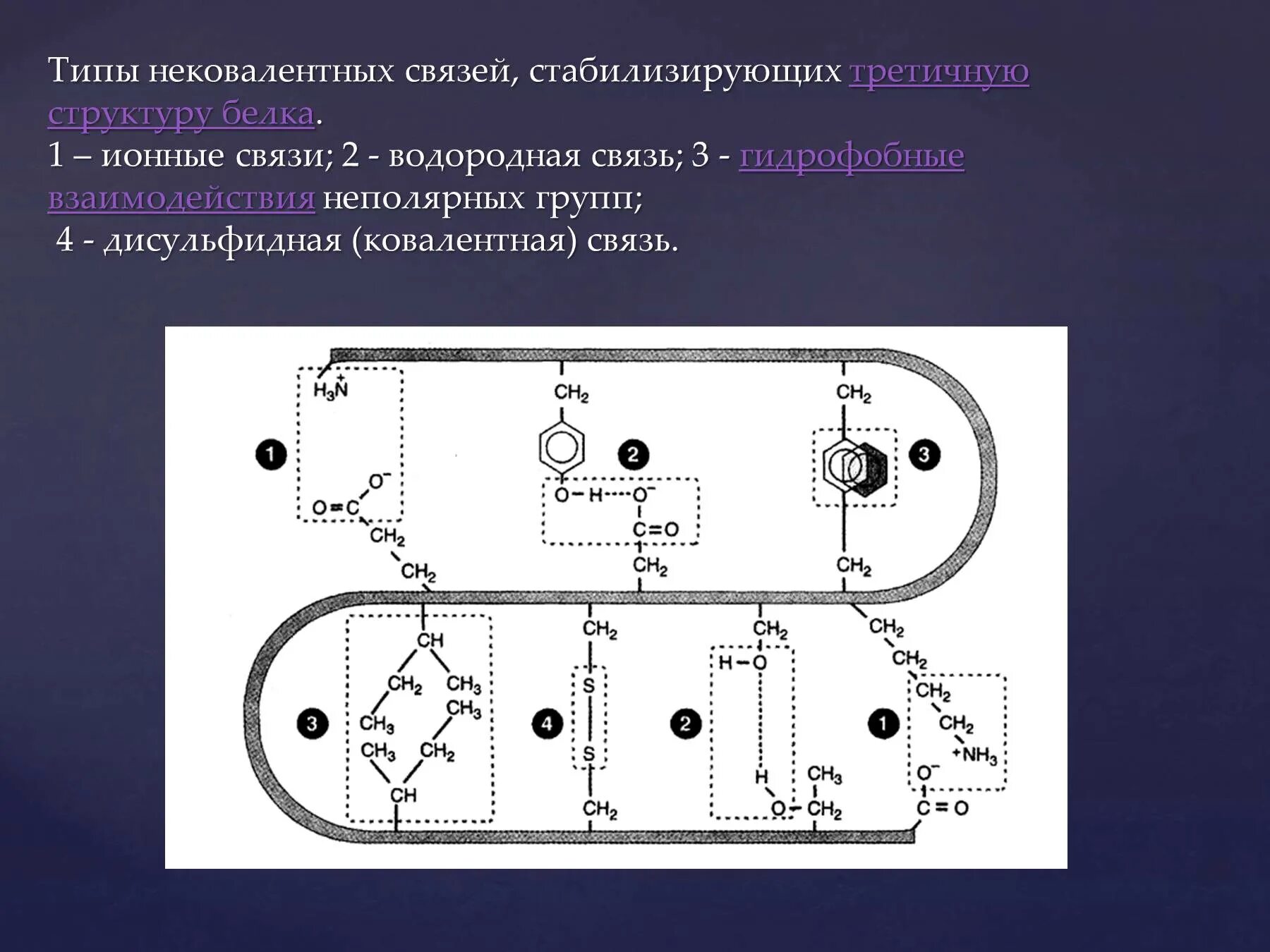 Типы связей стабилизирующих третичную структуру белка. Типы нековалентных связей стабилизирующих третичную структуру белка. Связи стабилизирующие третичную структуру белка схема. Связи участвующие в формировании третичной структуры белка. Третичную структуру белка стабилизируют