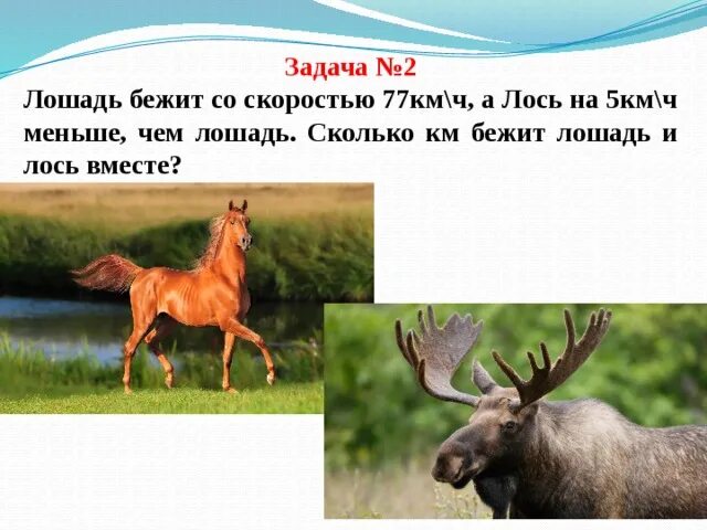 Скорость лошади в километрах в час. Скорость лошади. Максимальная скорость лошади. Скорость бега лошади максимальная.