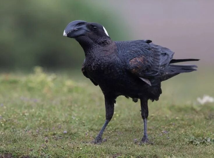 Эфиопский толстоклювый ворон. Billy raven. Billy raven. Corvus crassirostris. Бронзовая ворона.