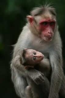 Baby monkey videos
