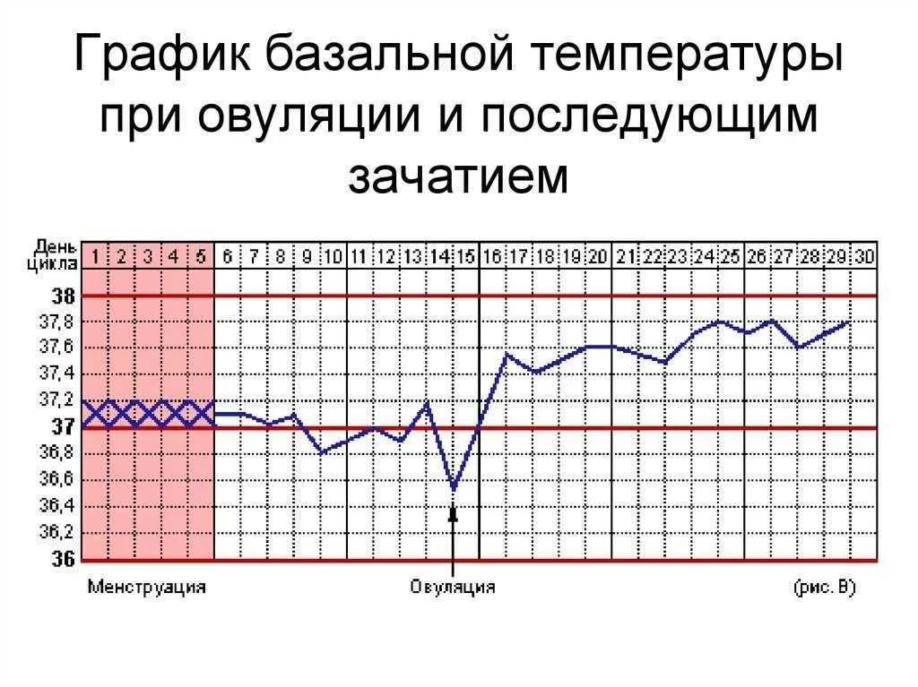 Норма ректально. График базальной температуры при овуляторном цикле. График базальной температуры норма при беременности. График базальной температуры после овуляции. График БТ при беременности с овуляцией.