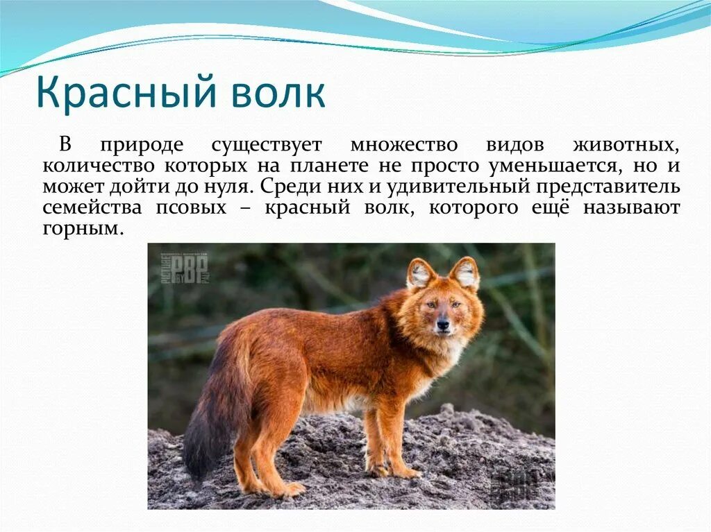 Какие животные рассказать
