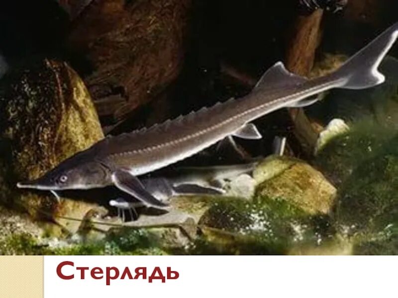Как называется стерлядь. Стерлядь рыба. стерлядь acipenser ruthenus. стерлядка рыба. бестер (рыба) осетровые.