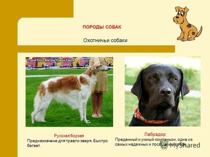 бездомные собаки. собаки ливны. собачья отрава на улице. как называли травлю зверя без собаки. как называли травлю зверя без собаки.