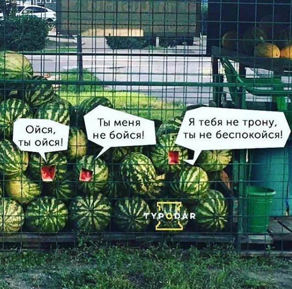 Ты меня не бойся я тебя трону. Хочу арбуз. ты работа нас не бойся. работа ты меня не бойся. работа не бойся я тебя не трону.