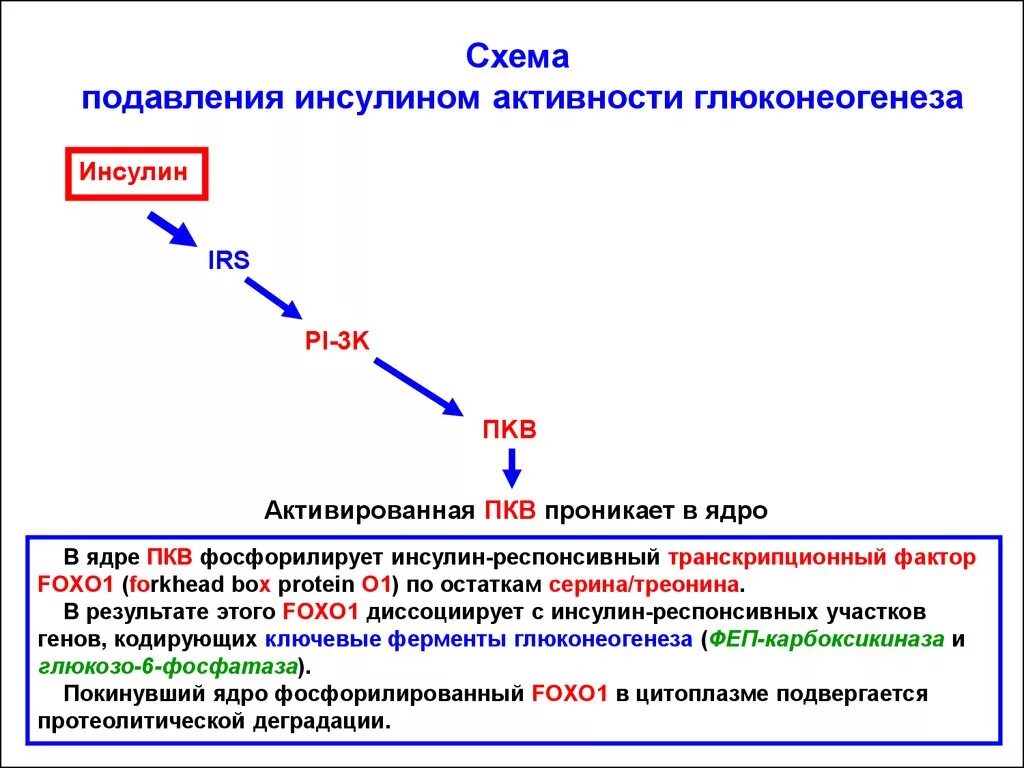 Фермент расщепляющий инсулин. Схема активации инсулина. Инсулин глюконеогенез. Эффекты инсулина. Эффект инсулина на глюконеогенез.