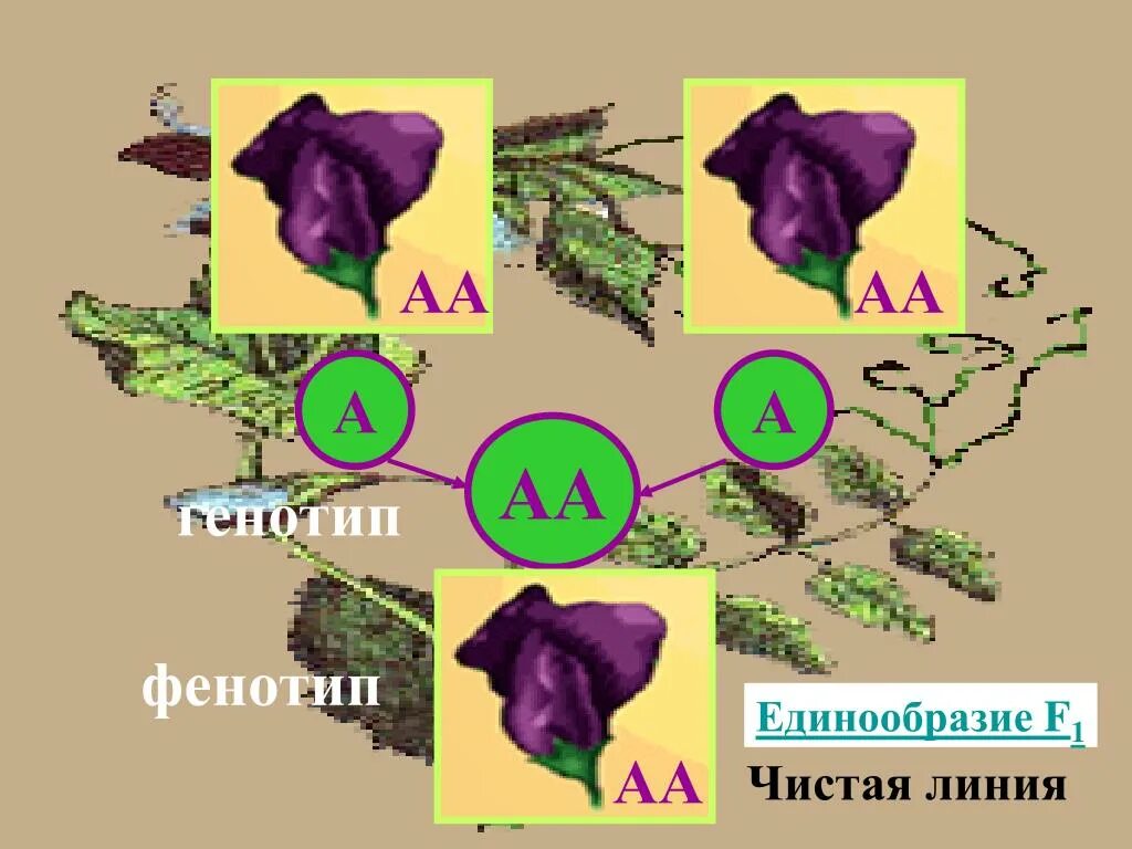 Генетически чистые линии. Чистве линии в генетики. Чистые линии в генетике это. Чистая линия генетика. Чистые линии в генетике пример.