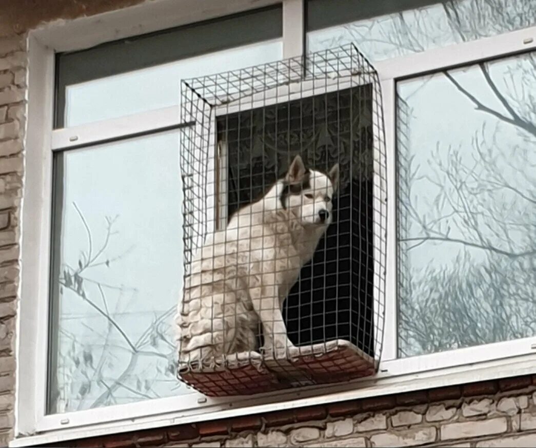 Вольер антикошка. Балкон для кошек на окно. Кот на балконе.