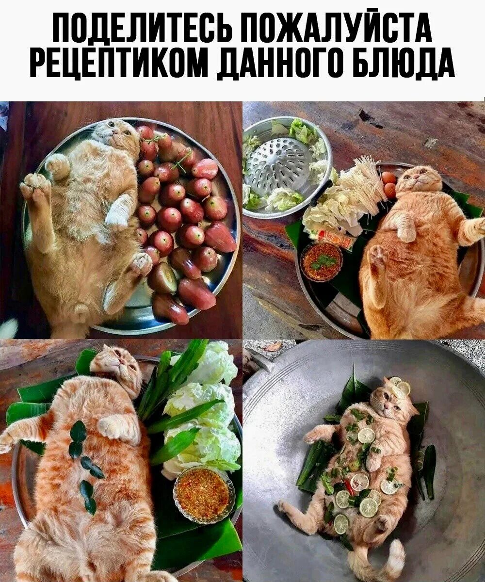Рецепт берем кошачью. Фото о еде с комментариями прикольные. мем, mghost. мемы 8 декабря. берем чуть чуть укропу потом кошачью.