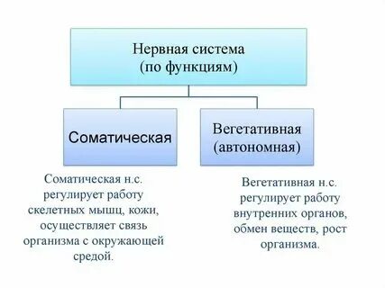 Работу чего регулирует соматическая нервная система