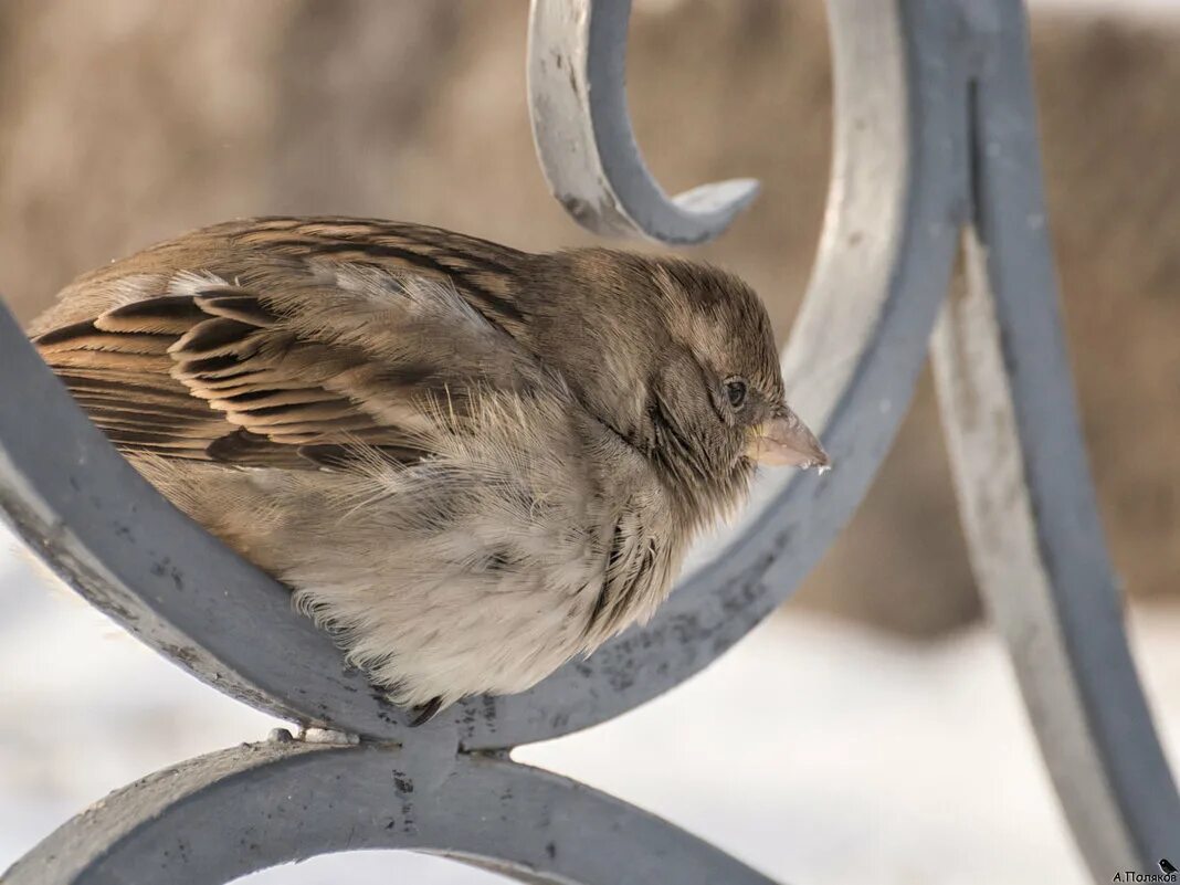 воробышка родственное слово. воробей рифма. воробей рифма. воробей рифма. "стихи детям".