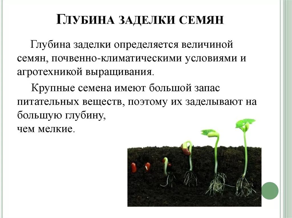 Условия посева семян биология 6 класс. Влияние глубины заделки семян на прорастание семян. Глубина заделки семян. Глубина посева для прорастания семян. Глубина заделки семян различных растений.