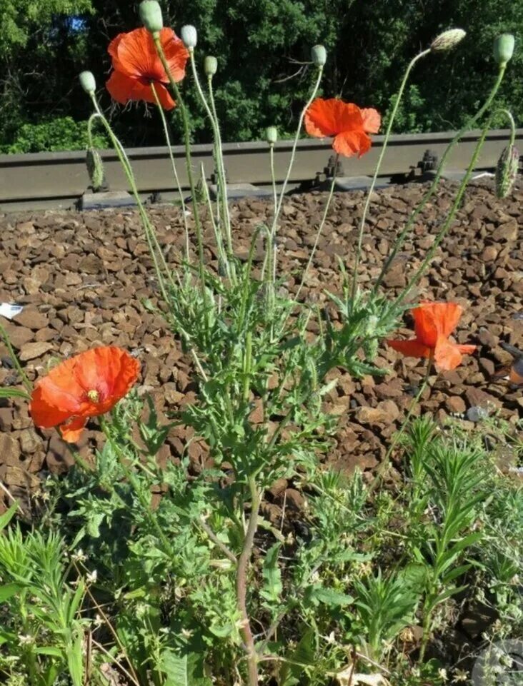 Когда сажать маки семенами. Мак восточный (papaver orientale). Мак бельведер. Как выращивают мак. Как размножается мак.