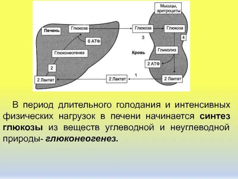 Синтез Глюкозы в печени. Процессы протекающие в печени. Печёночный глюконеогенез. Процесс глюконеогенеза в печени. Глюкоза для печени