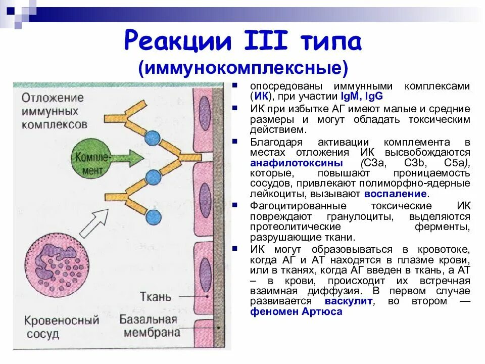 Иммуноглобулин в лимфоциты. Иммунокомплексный Тип аллергической реакции механизм. Иммунологическая стадия аллергической реакции 3 типа. Схема аллергической реакции 3 типа. Имуноклмплексный типы алергической реакции.