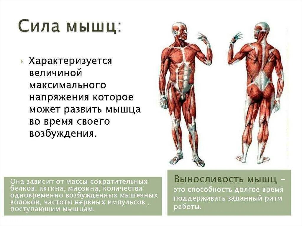 Величина работы мышц. Динамическая и статическая работа мышц. Величина работы мышц. Мышцы человека кратко. Работа мышц в движении.