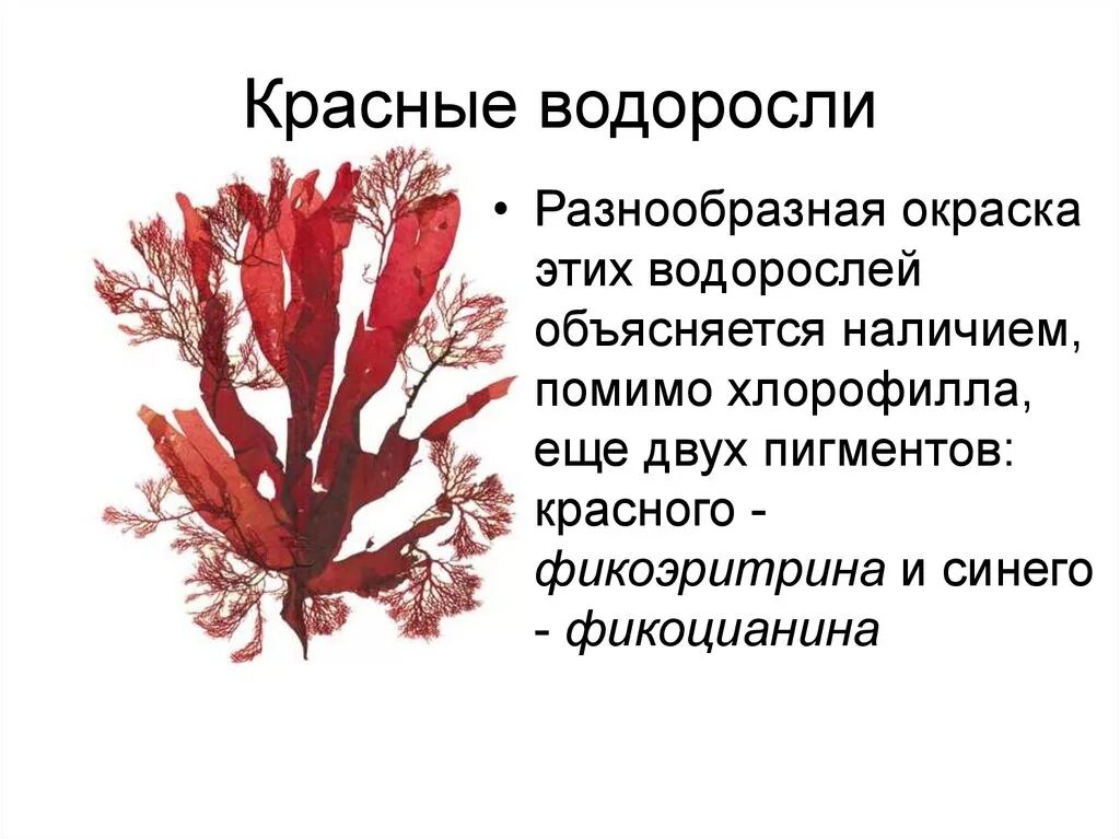 Почему водоросли красные