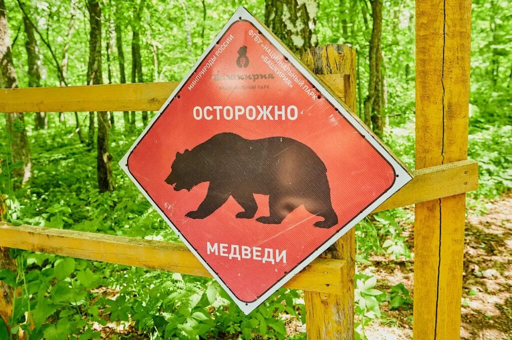 Осторожно медведи плакат. Осторожно медвежонок осторожно. Медвежонок осторожно. Табличка осторожно лес. Осторожно слой медведь.