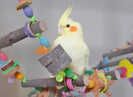 Игрушки для кореллов