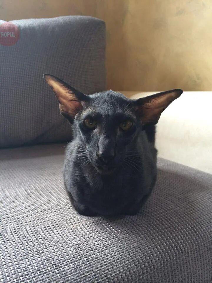 Ориентальная кошка летучая мышь. Сфинкс ориентал с большими ушами. Коты ориенталы грузины. Ориентальная кошка калико. Кот ориентал летучая мышь.