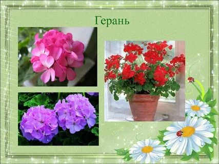 Стихи про герань