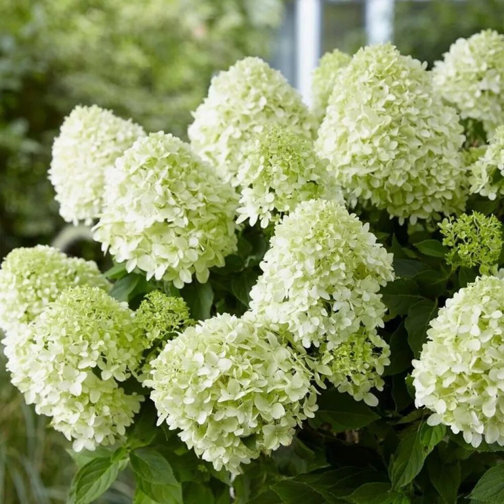 Hydrangea paniculata little. Hydrangea paniculata little