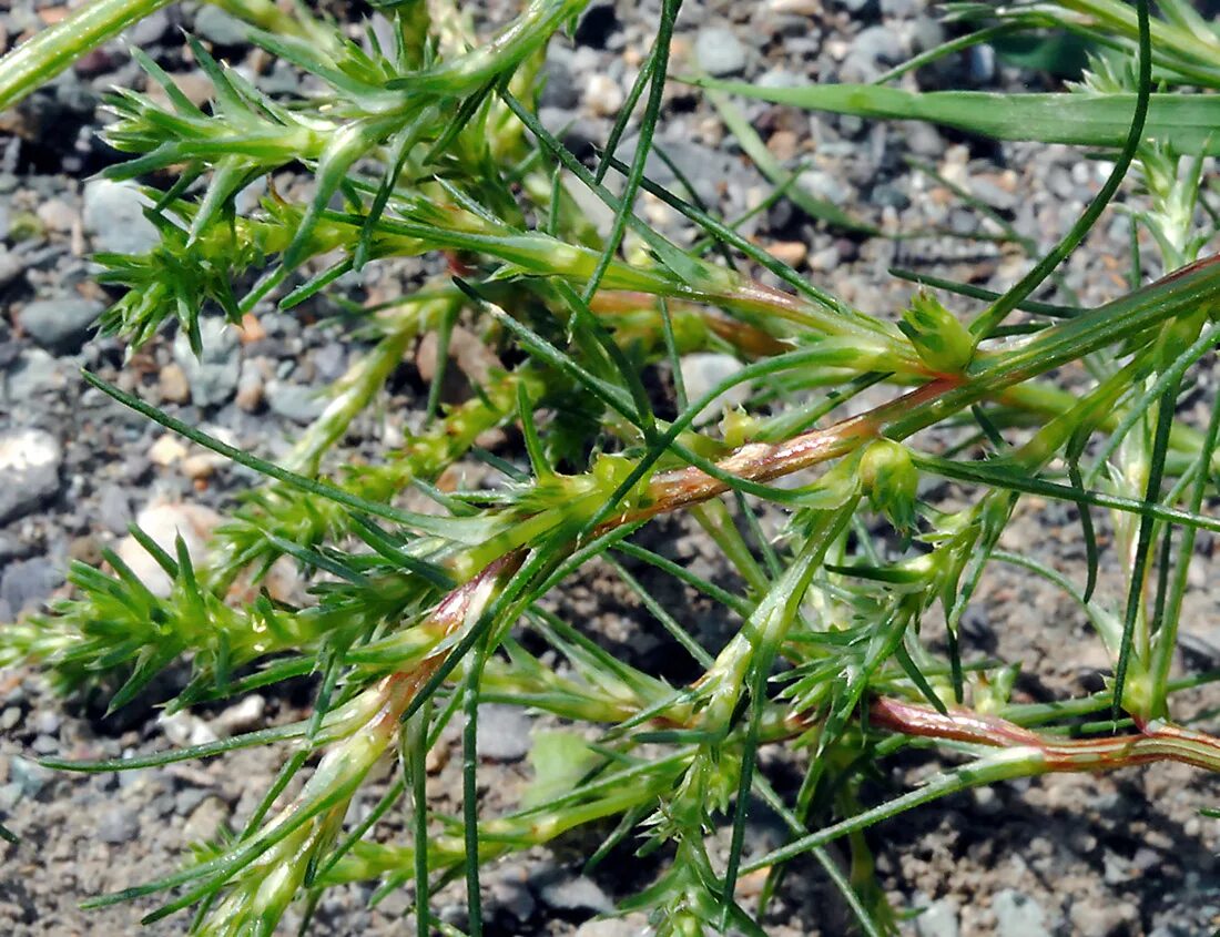 Солянка трава. Солянка холмовая трава. солянка холмовая- salsola collina. salsola collina pall. трава солянки холмовой.