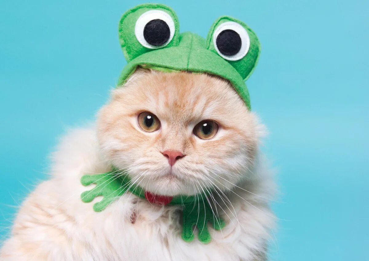 Милые котики в костюмах лягушки. Кот в шапке. Котик в костюме лягушки. Котенок в костюме лягушки. Котик в костюме лягушки.