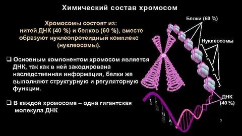 Химический состав половых хромосом