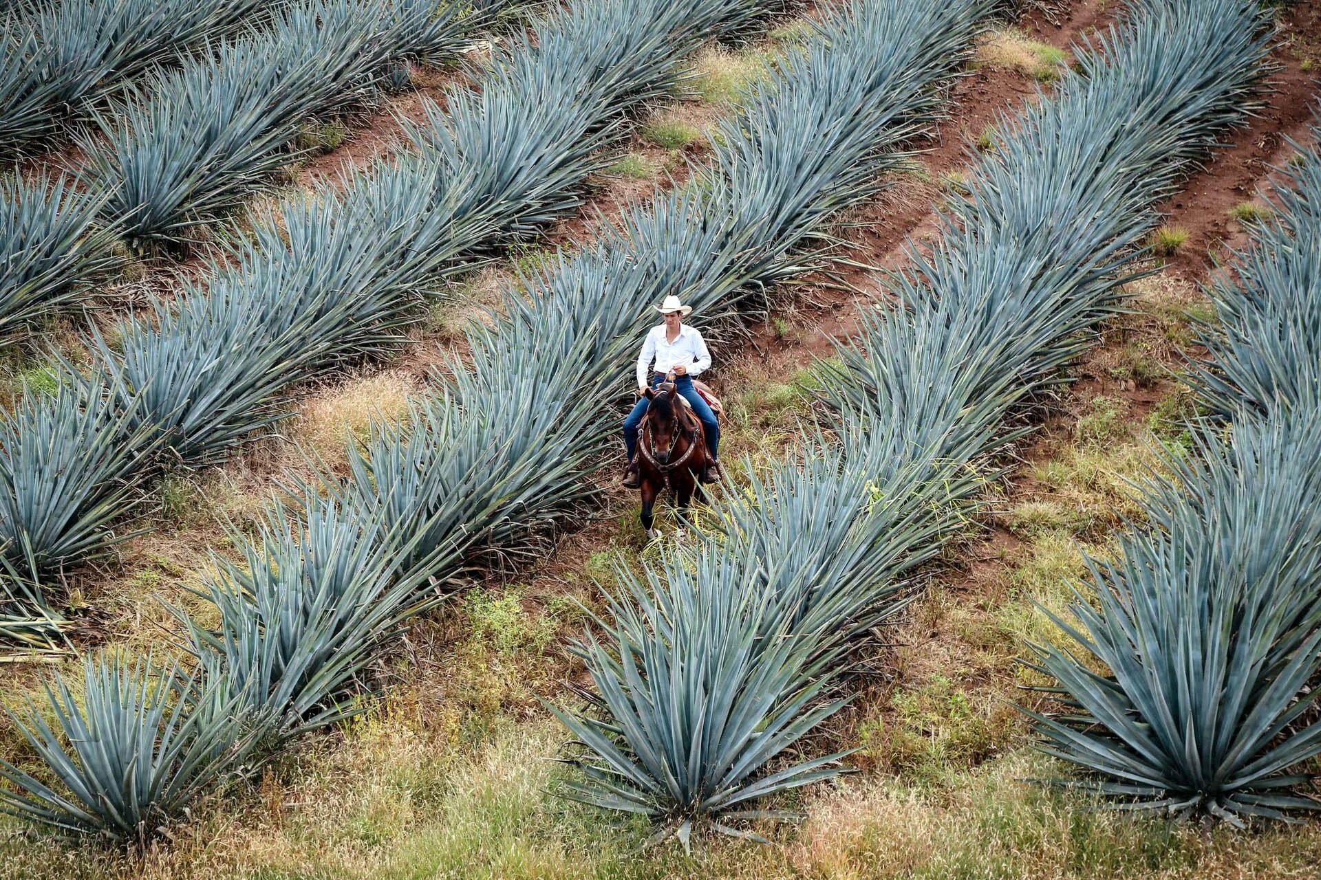 Текила agave. Голубая Агава для текилы. Голубая Агава плод. Мексика Кактус Агава. Плантация голубой Агавы.