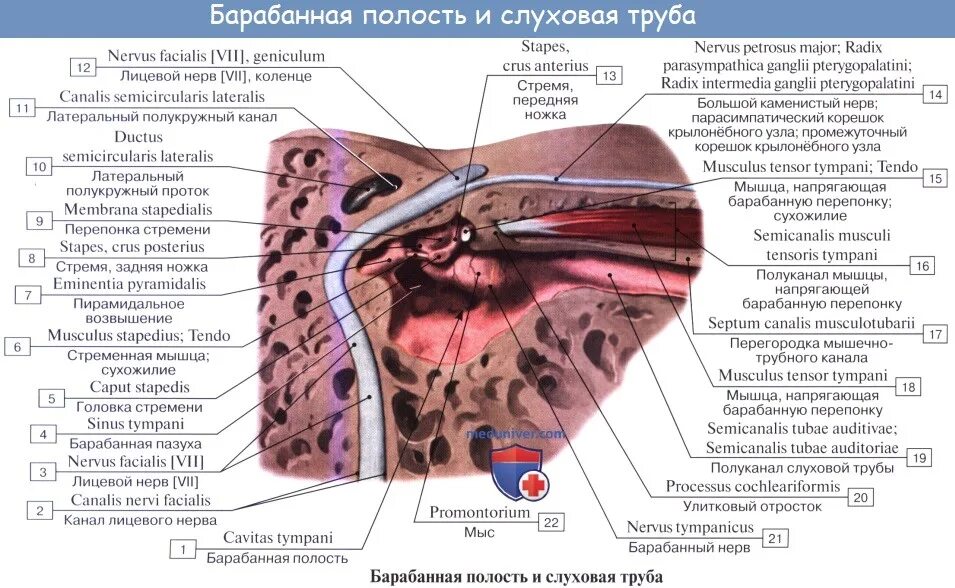 Строение барабанной перепонки гистология. Евстахиева труба анатомия человека. Строение барабанной полости анатомия. Мышца напрягающая барабанную перепонку. Мышцы барабанной перепонки