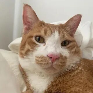 Котики y2k