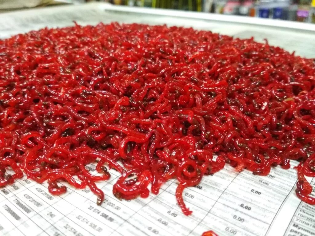 Мотыль. Мотыль. Мотыль уральский красный. ). Мотыль свежий уральский.