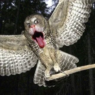 Язык филинов