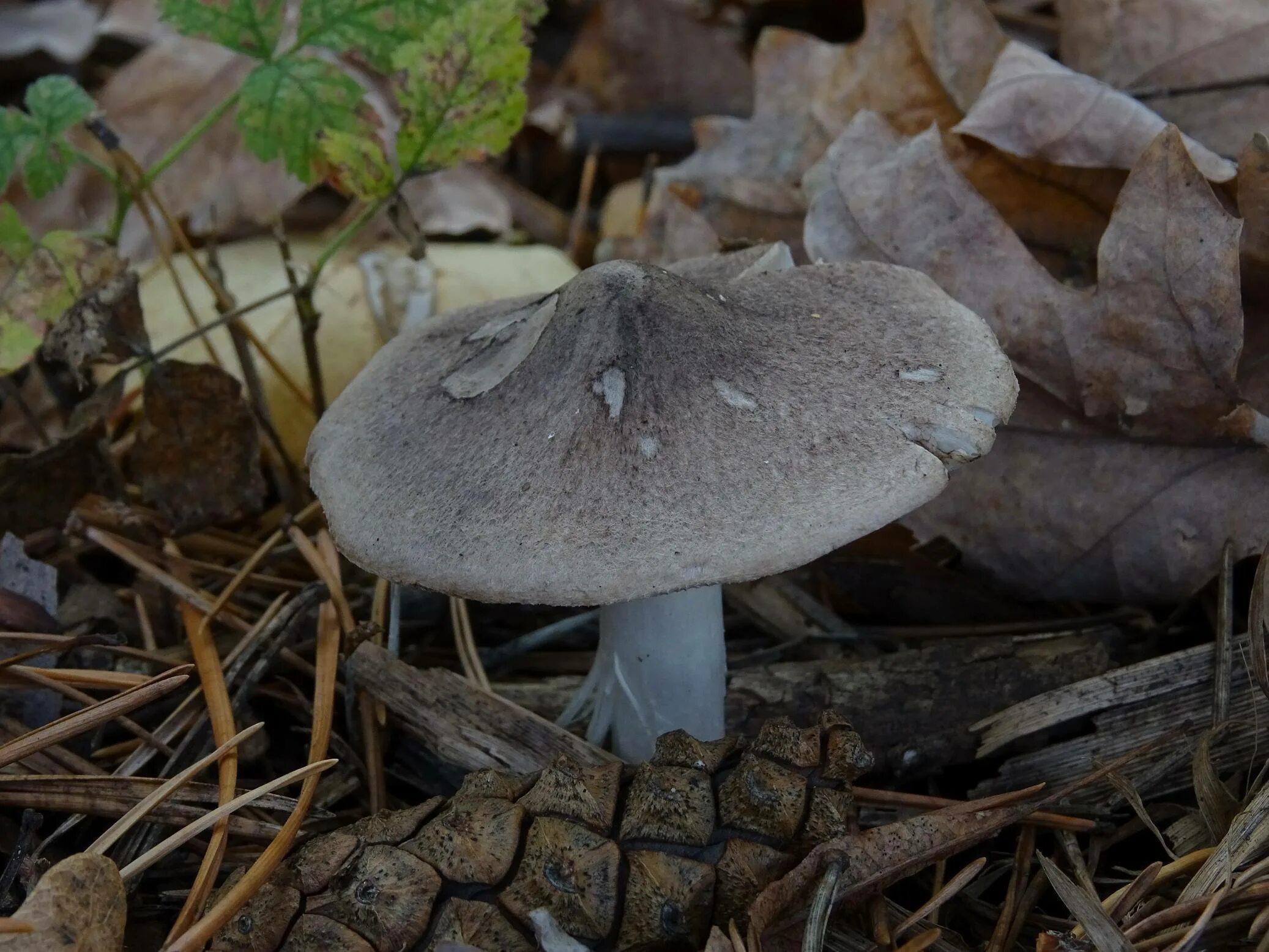 Белый гриб серый. Рядовка землистая tricholoma terreum. рядовка серая съедобная. грибы рядовки серые съедобные. рядовку землисто-серую (tricholoma terreum).
