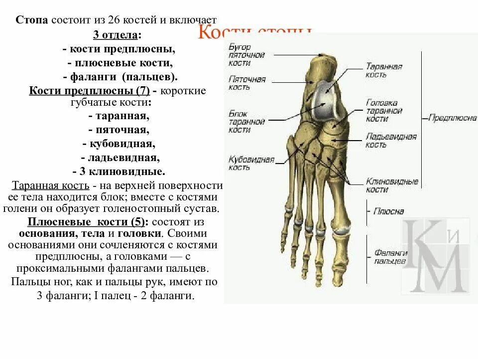 Фаланги пальца тип соединения. Стопа анатомия строение кости. Кости плюсны и предплюсны стопы анатомия. Скелет стопы образован костями. Подошвенная поверхность стопы анатомия кости.